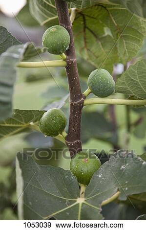 Detail of figs growing on a tree View Large Photo Image Stock Photo - Detail of figs growing on a tree. Fotosearch