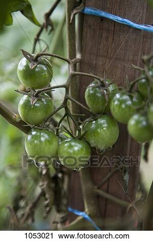 Stock Image - Detail of green tomatoes growing on a vine. Fotosearch