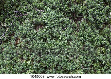 Detail of shrubs View Large Photo Image Stock Photo - Detail of shrubs. Fotosearch