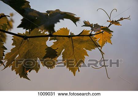 Detail of sunlight on vine leaves View Large Photo Image Stock Image - Detail of sunlight on vine leaves. Fotosearch
