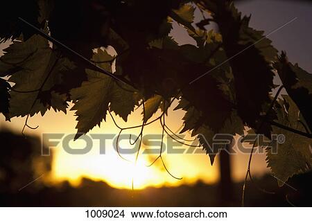 Detail of vine leaves and the sun in the distance View Large Photo Image Picture - Detail of vine leaves and the sun in the distance. Fotosearch