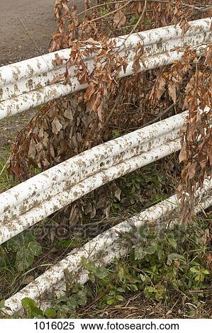 Fence through the fading leaves. View Large Photo Image Stock Photography - Fence through the fading leaves.. Fotosearch