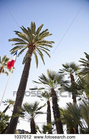 French flag on pole alongside palm trees, View Large Photo Image Stock Image - French flag on pole alongside palm trees,. Fotosearch