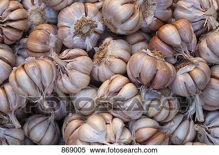 Garlic abundance close-up View Large Photo Image Stock Photography - Garlic abundance close-up. Fotosearch