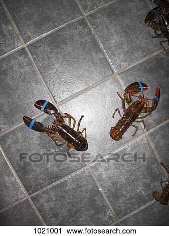 Lobsters making an escape View Large Photo Image Stock Image - Lobsters making an escape. Fotosearch
