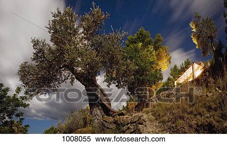Low angle view of an olive tree and a house on a hill View Large Photo Image Stock Photography - Low angle view of an olive tree and a house on a hill. Fotosearch