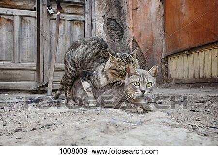 One cat on top of another View Large Photo Image Stock Photo - One cat on top of another. Fotosearch