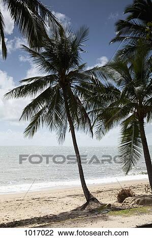 Palm trees on a sandy beach View Large Photo Image Stock Image - Palm trees on a sandy beach. Fotosearch