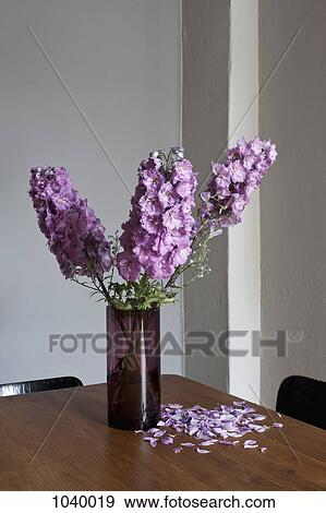 Purple Delphinium flowers dying and losing their petals View Large Photo Image Stock Photo - Purple Delphinium flowers dying and losing their petals. Fotosearch