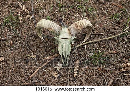 Stock Photography - Ram skull on forest ground.. Fotosearch