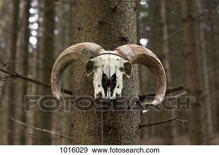 Ram skull on tree. View Large Photo Image Stock Photo - Ram skull on tree.. Fotosearch