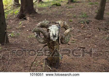 Ram skull on tree stump. View Large Photo Image Stock Image - Ram skull on tree stump.. Fotosearch