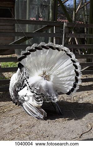 Rear view of a captive turkey on a farm View Large Photo Image Picture - Rear view of a captive turkey on a farm. Fotosearch