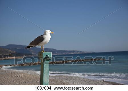 Seagull perched on pole looking over the water on beach View Large Photo Image Picture - Seagull perched on pole looking over the water on beach. Fotosearch