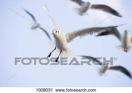 Seagulls flying in the sky View Large Photo Image Stock Image - Seagulls flying in the sky. Fotosearch