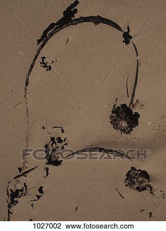 Seaweed resembling brush strokes on sand View Large Photo Image Stock Image - Seaweed resembling brush strokes on sand. Fotosearch