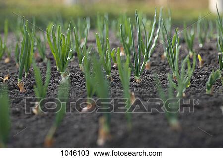 Seedlings planted in the dirt View Large Photo Image Stock Image - Seedlings planted in the dirt. Fotosearch