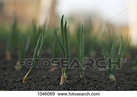 Stock Photo - Seedlings planted in the dirt. Fotosearch