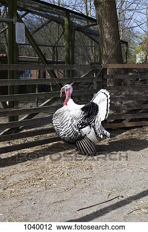 Side view of a captive turkey on a farm View Large Photo Image Stock Image - Side view of a captive turkey on a farm. Fotosearch
