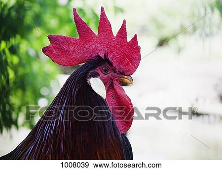 Side view of a rooster View Large Photo Image Stock Photo - Side view of a rooster. Fotosearch
