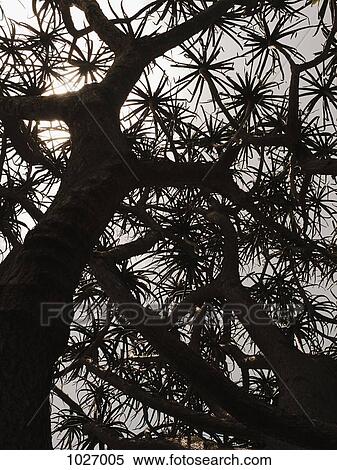Silhouette of aloe tree viewed from the trunk up View Large Photo Image Stock Photography - Silhouette of aloe tree viewed from the trunk up. Fotosearch