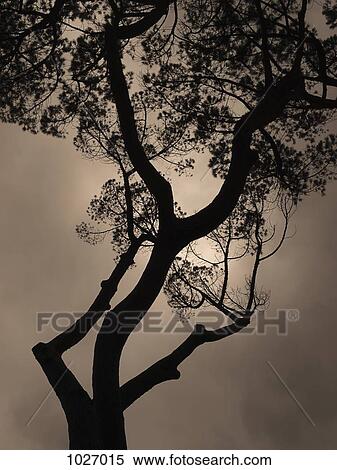 Silhouette of tree with sun hidden behind in a grey sky View Large Photo Image Stock Photography - Silhouette of tree with sun hidden behind in a grey sky. Fotosearch