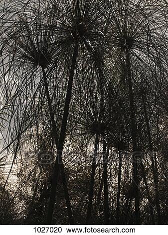Silhouette of trees with many thin branches View Large Photo Image Stock Image - Silhouette of trees with many thin branches. Fotosearch