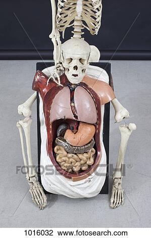 Skeleton and human organs. View Large Illustration Drawing - Skeleton and human organs.. Fotosearch
