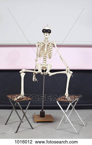 Skeleton squat. View Large Illustration Drawing - Skeleton squat.. Fotosearch