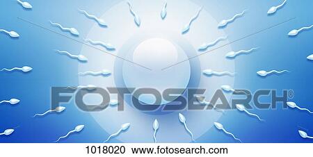 Sperm swimming towards an ovum, directly above View Large Illustration Clipart - Sperm swimming towards an ovum, directly above. Fotosearch