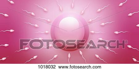 Sperm swimming towards an ovum, directly above View Large Illustration Drawing - Sperm swimming towards an ovum, directly above. Fotosearch