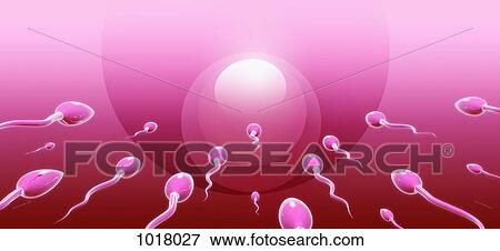 Stock Illustration - Sperm swimming towards an ovum, rear view. Fotosearch