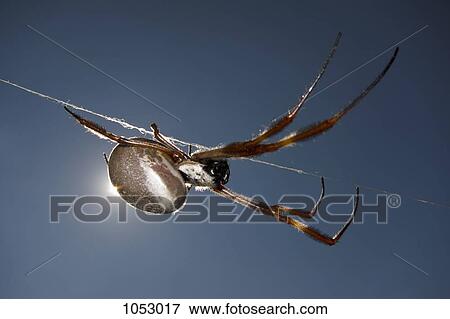 Sun shining on a spider crawling down a spider web thread View Large Photo Image Stock Photo - Sun shining on a spider crawling down a spider web thread. Fotosearch