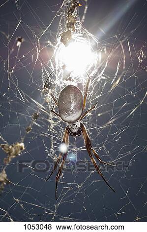 Sun shining on a spider hanging from a web View Large Photo Image Stock Photo - Sun shining on a spider hanging from a web. Fotosearch