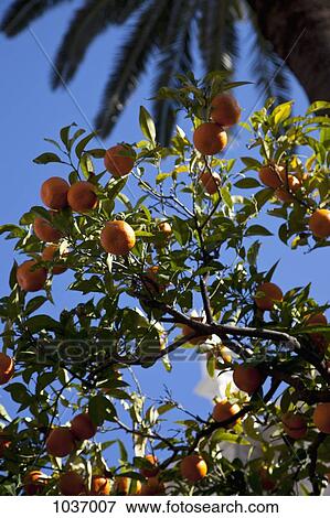 Tangerines hanging from tree on a sunny day View Large Photo Image Stock Photo - Tangerines hanging from tree on a sunny day. Fotosearch