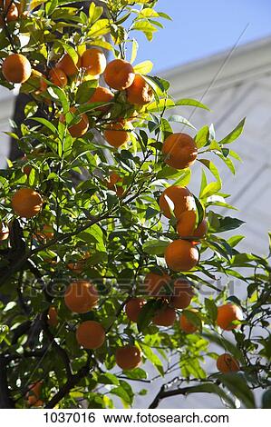 Tangerines hanging from tree on sunny day View Large Photo Image Stock Photograph - Tangerines hanging from tree on sunny day. Fotosearch