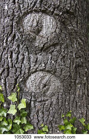 The beginning of two hollows in a tree trunk View Large Photo Image Stock Image - The beginning of two hollows in a tree trunk. Fotosearch
