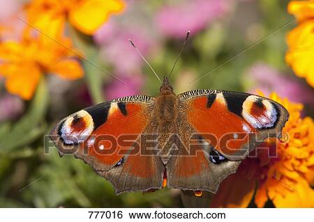 Stock Photograph - The European Peacock butterfly (Inachis io) perched on a flower. Fotosearch
