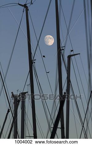 The masts of sailboats, dawn, moon in background View Large Photo Image Stock Image - The masts of sailboats, dawn, moon in background. Fotosearch