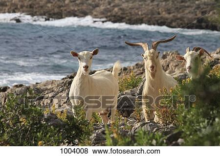 Three goats, Mali Losinj, Losinj, Croatia View Large Photo Image Stock Photo - Three goats, Mali Losinj, Losinj, Croatia. Fotosearch