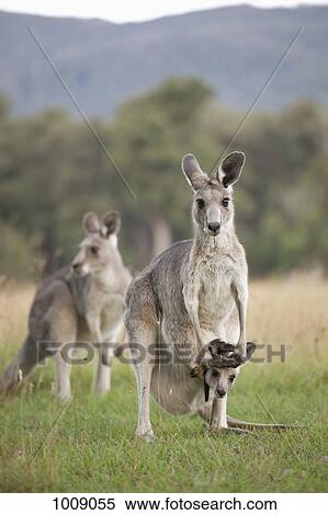 Three Kangaroos in a field View Large Photo Image Stock Photography - Three Kangaroos in a field. Fotosearch