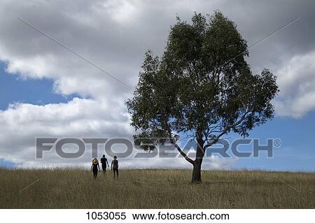 Three people and a gum tree in a field View Large Photo Image Stock Photography - Three people and a gum tree in a field. Fotosearch