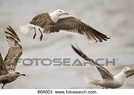 Three seagulls in flight View Large Photo Image Stock Image - Three seagulls in flight. Fotosearch