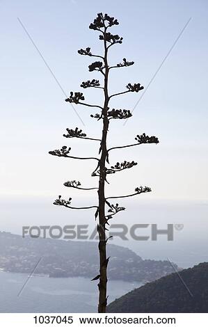 Stock Photography - Tree on a hilltop with seascape and landscape below in the background. Fotosearch