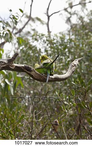 Two Budgerigars on a tree branch, Fitzroy Island, Australia View Large Photo Image Stock Photo - Two Budgerigars on a tree branch, Fitzroy Island, Australia. Fotosearch