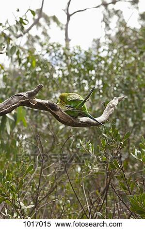 Two Budgerigars on a tree branch, Fitzroy Island, Australia View Large Photo Image Stock Photography - Two Budgerigars on a tree branch, Fitzroy Island, Australia. Fotosearch