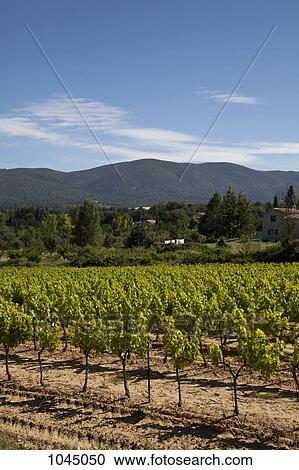 View of vineyards and mountains in a rural setting View Large Photo Image Stock Image - View of vineyards and mountains in a rural setting. Fotosearch