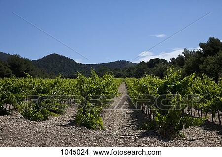Vineyards and mountains in a rural setting View Large Photo Image Picture - Vineyards and mountains in a rural setting. Fotosearch