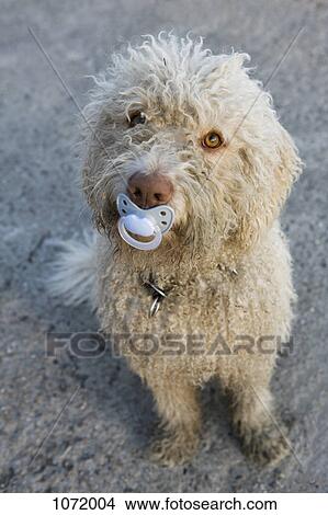 A ポルトガル水犬 で A おしゃぶり 中に 彼の 口 ピクチャー Fotosearch