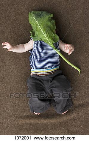 A baby girl lying on the floor with a large leaf covering her face View Large Photo Image Stock Image - A baby girl lying on the floor with a large leaf covering her face. Fotosearch